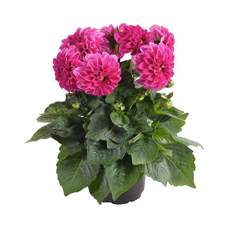 Sommergeorgine P19 Dahlia, mix