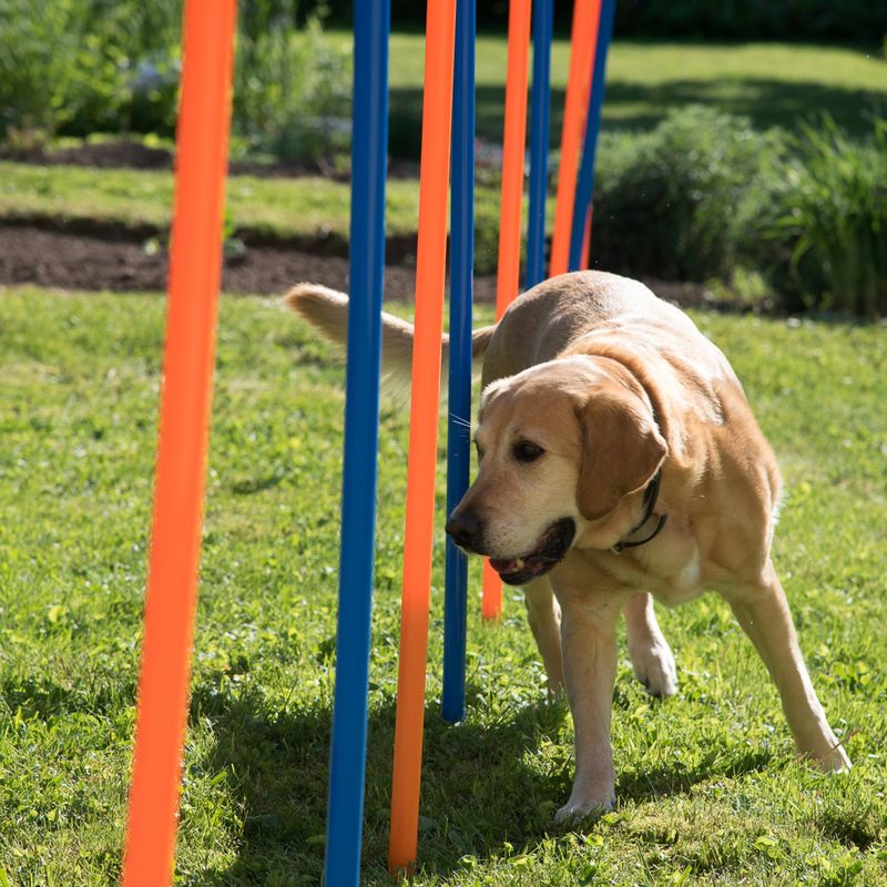 Agility Fun & Sport Slalom zu TOP-Preisen % | bitiba