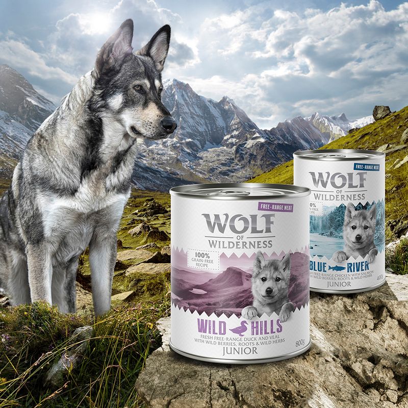 Sparpaket Wolf of Wilderness Freiland-Fleisch Junior 12 x 400 g