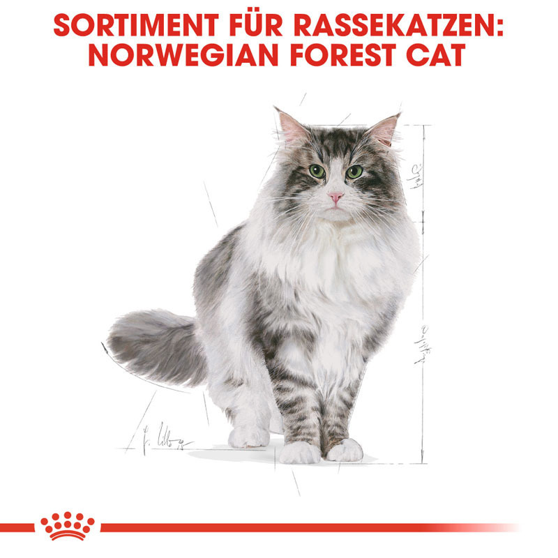 ROYAL CANIN Trockenfutter ROYAL CANIN Norwegian Forest Adult 10 kg