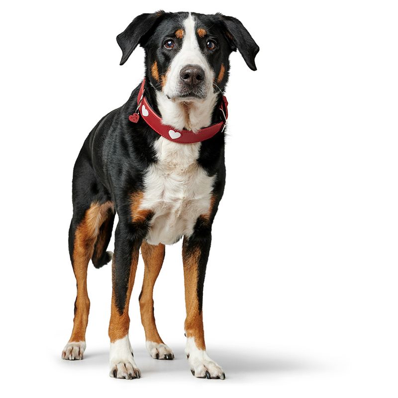 HUNTER Halsband Love, rot zu TOP-Preisen