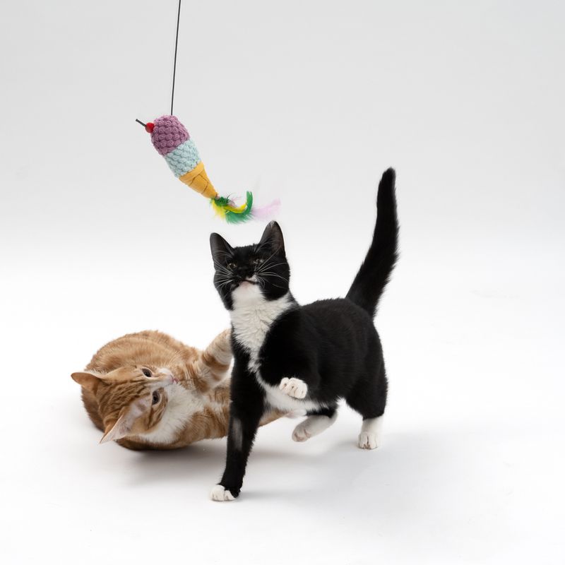 TIAKI zerlegbare Katzenangel Eiscreme zu TOP-Preisen | bitiba.de