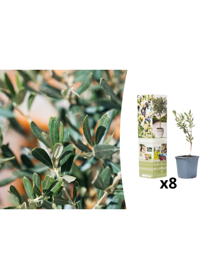 OH2 8er-Set Planzen Oliven in Grün günstig kaufen onesize
