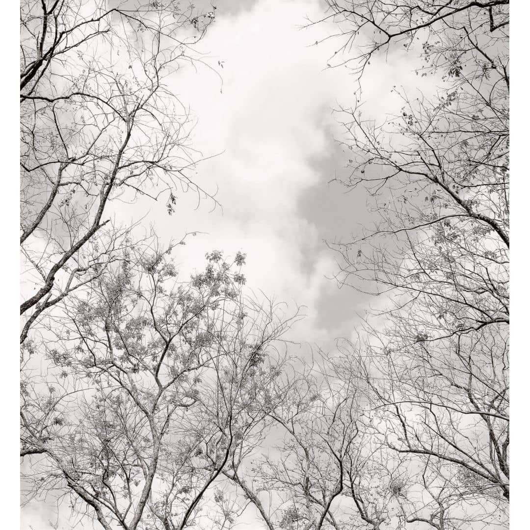 K&L Wall Art Fototapete schwarz-weiß Vliestapete Baum des Lebens Tapete Baumkronen im Himmel, Vlies Fototapete matt, Wald, Vintage Feng Shui Deko
