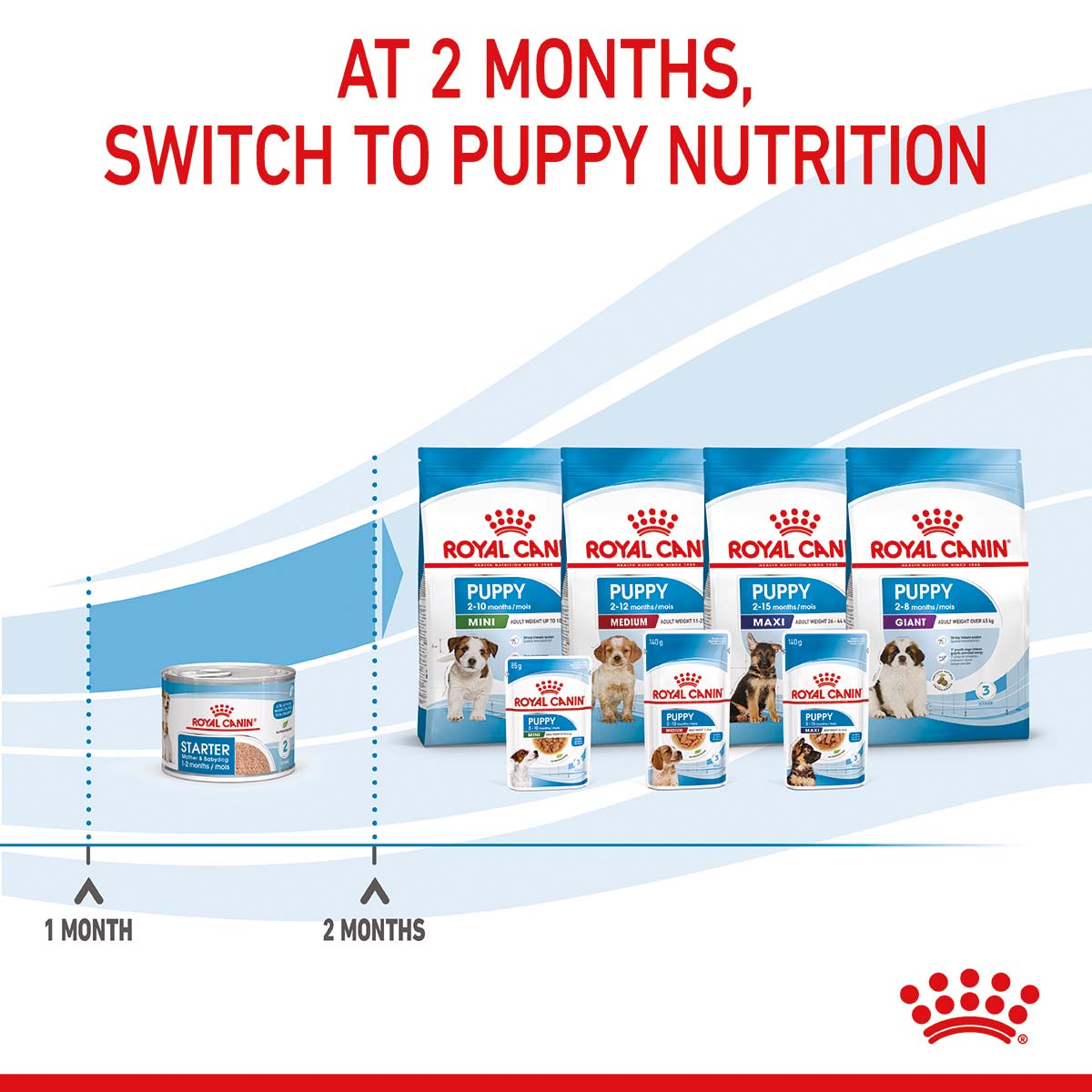 ROYAL CANIN SHN Starter Loaf Can 12x195g kaufen bei ZooRoyal