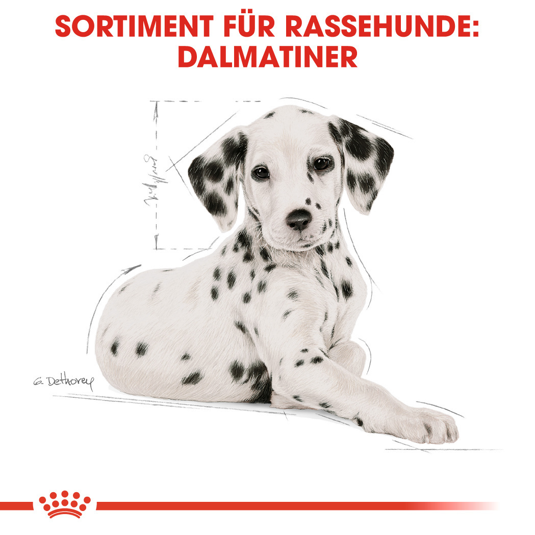 ROYAL CANIN Hundetrockenfutter ROYAL CANIN Dalmatian Puppy 12kg