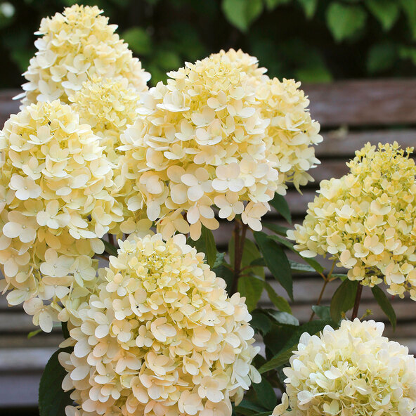 Rispenhortensie Big Bang