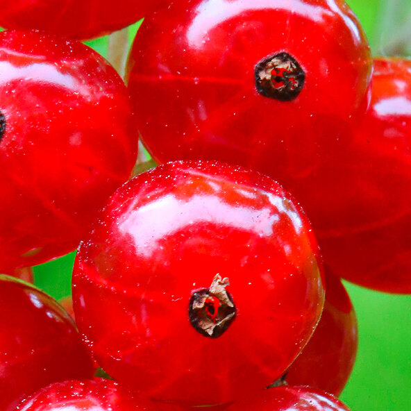 Beeren-Mix Vitaminkracher, 3er-Set