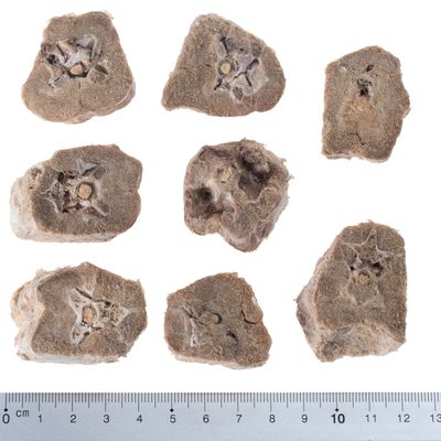 Wolf of Wilderness RAW Snacks (gefriergetrocknet)
