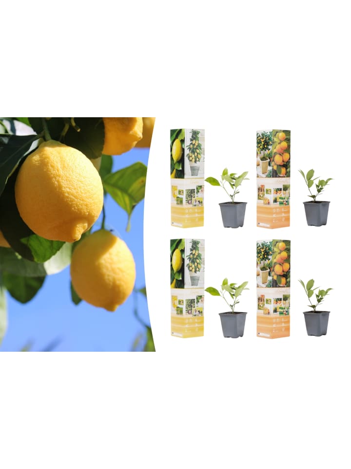 OH2 4er-Set Pflanzen Citrus Mix in Bunt günstig kaufen onesize