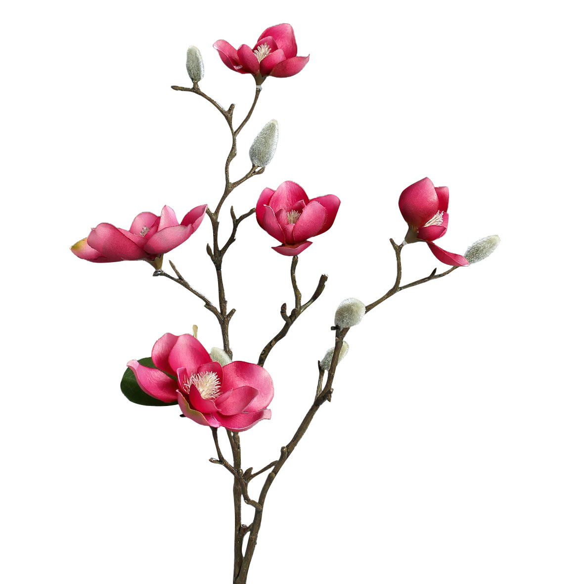 DPIMagnolie 64cm