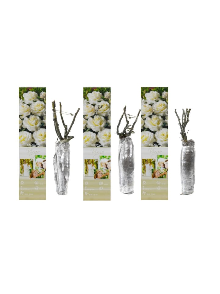 OH2 3er-Set Großblütige Rosen in Weiss günstig kaufen onesize