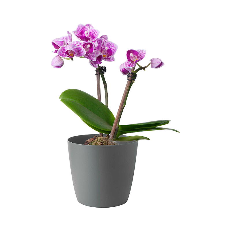 Home Selvvanningspotte ø 40 cm grå, Ella