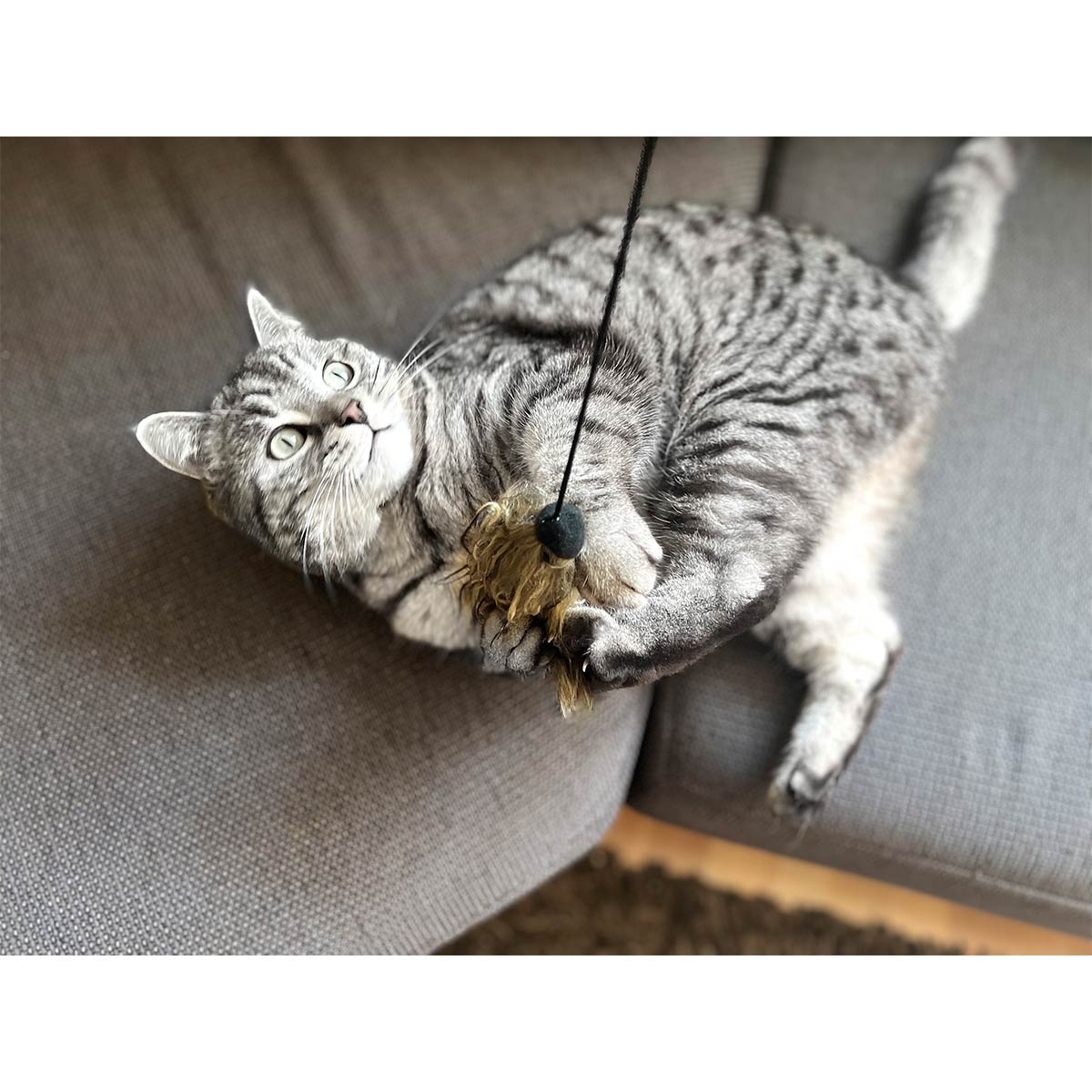Aumüller Katzenangel Woozle günstig kaufen