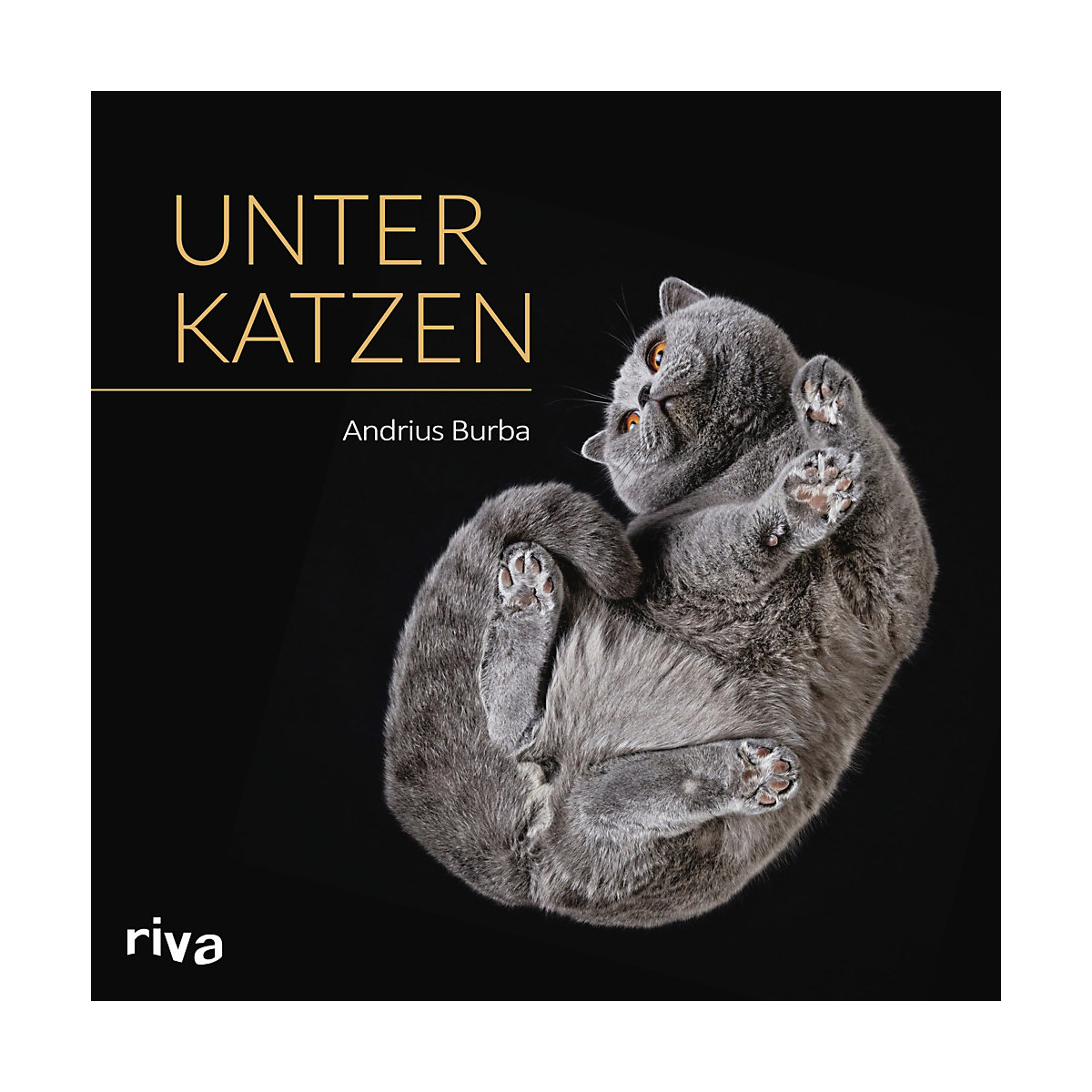 Unter Katzen