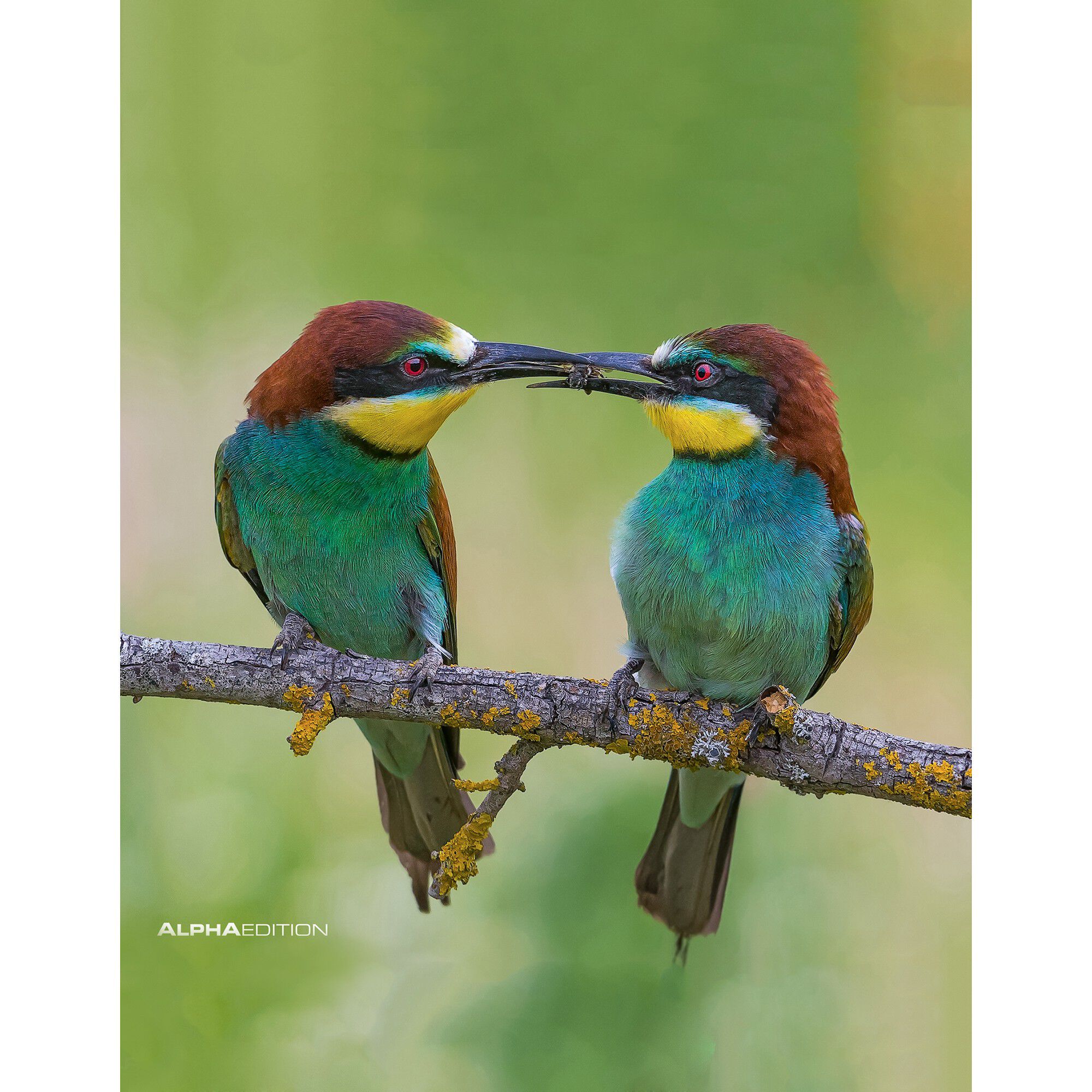 Calendrier 2024 oiseaux