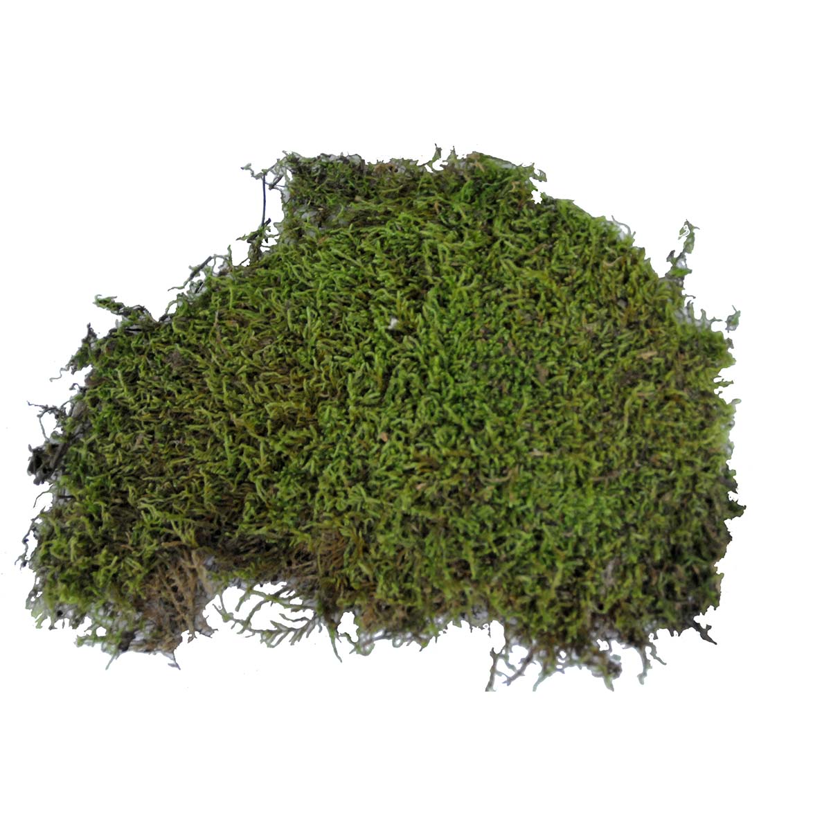 Lucky Reptile Vivarium Moss 150 g günstig kaufen
