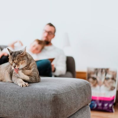 Intersand Classic Katzenstreu mit Babypuderduft