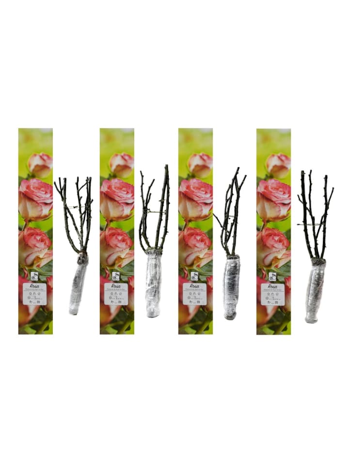 OH2 4er-Set: Großblumige Gartenrosen in Gelb/ Rot günstig kaufen onesize