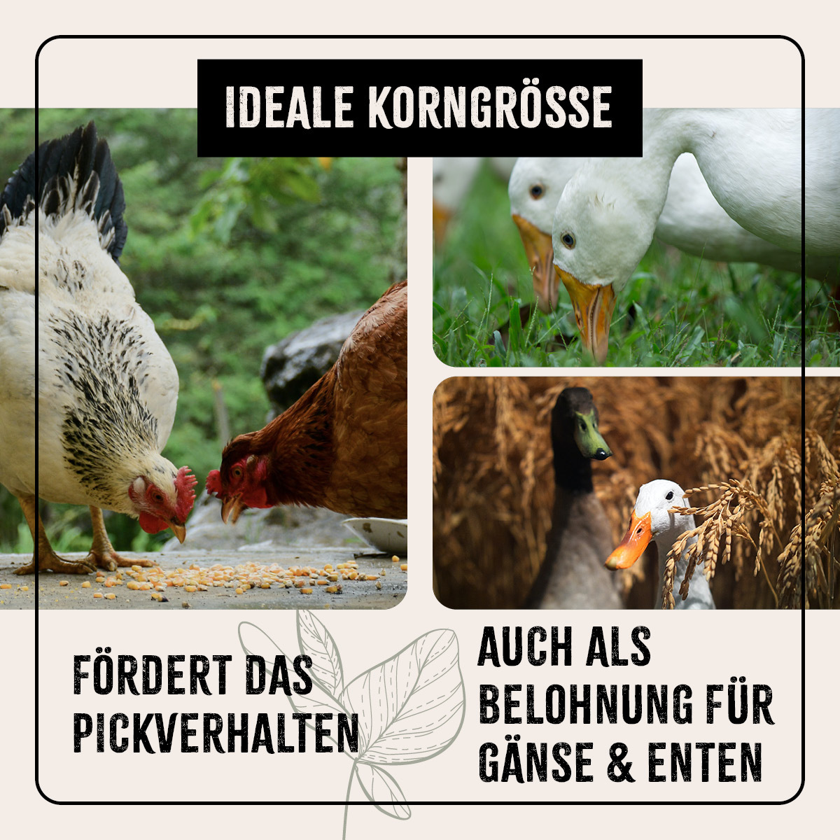 Aniforte Futter & Heu Aniforte FarmLife Hühner Futter Mix mit Oregano 10 kg