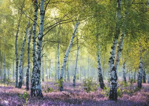 Puzzle 1000 Teile - Birkenwald