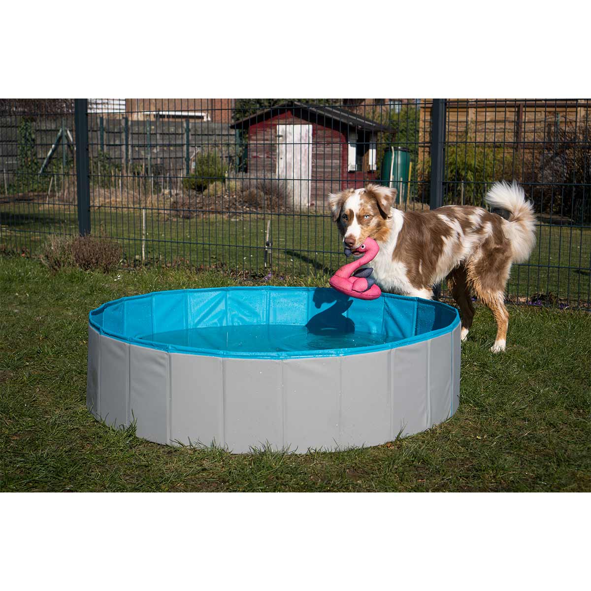 ZooRoyal Hundepool günstig kaufen