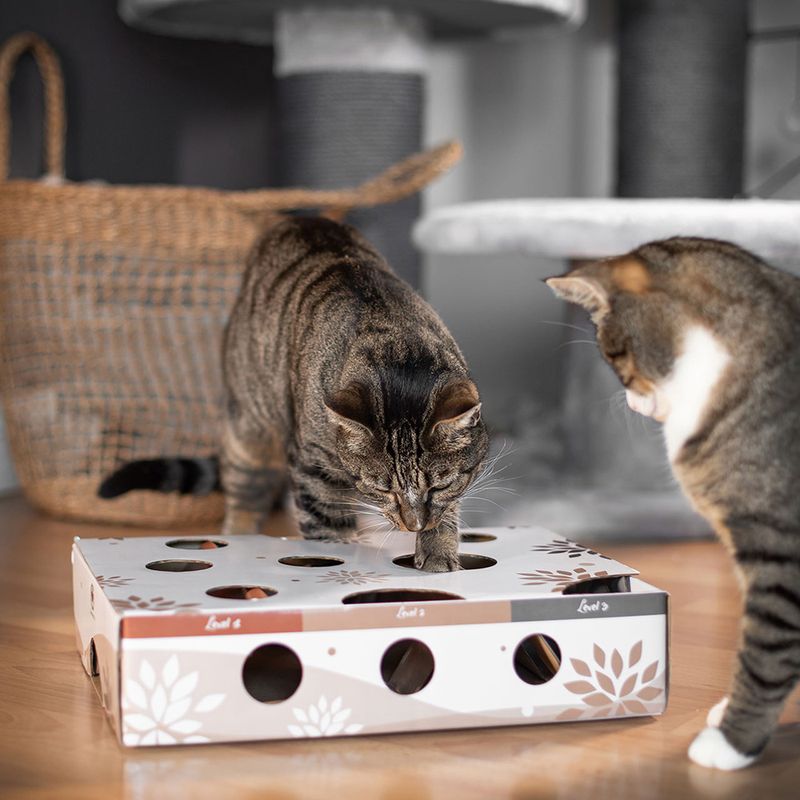 CanadianCat Company Intelligenzspielzeug MagicBox