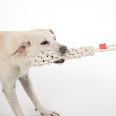 TIAKI Hundespielzeug Rope Stick