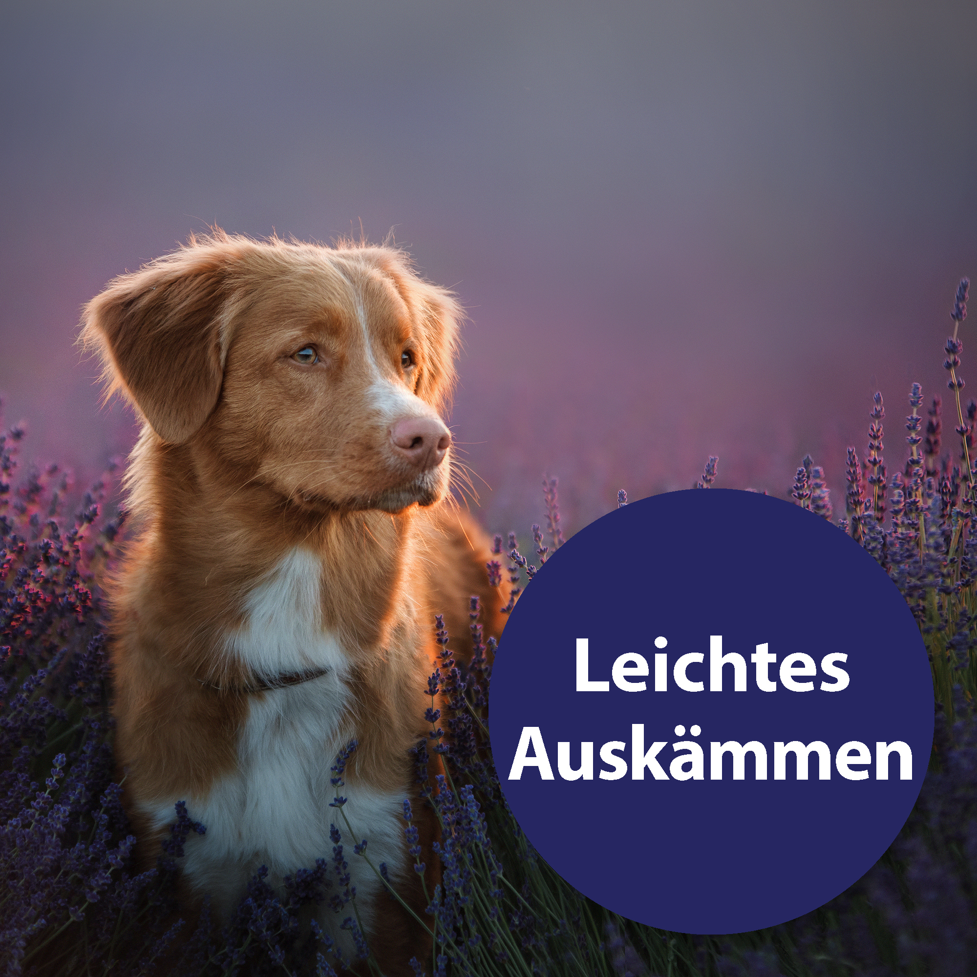 Canosept Fellpflege Canosept Fellpflegespray für Hunde 250 ml