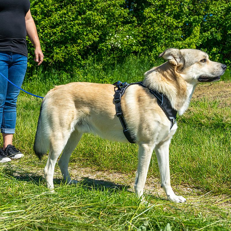 Pawz & Pepper Schleppleine Rund geflochten - blau zu TOP-Preisen