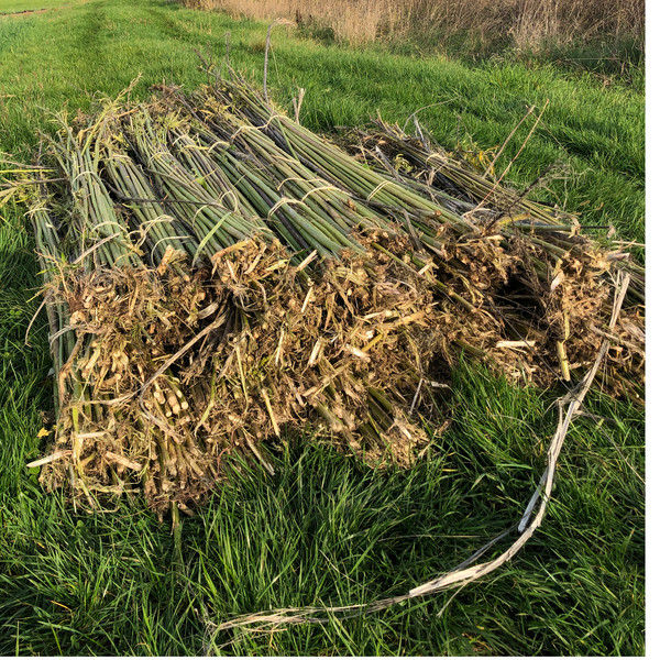 HEMP ONE VARIO - Trekkingstöcke