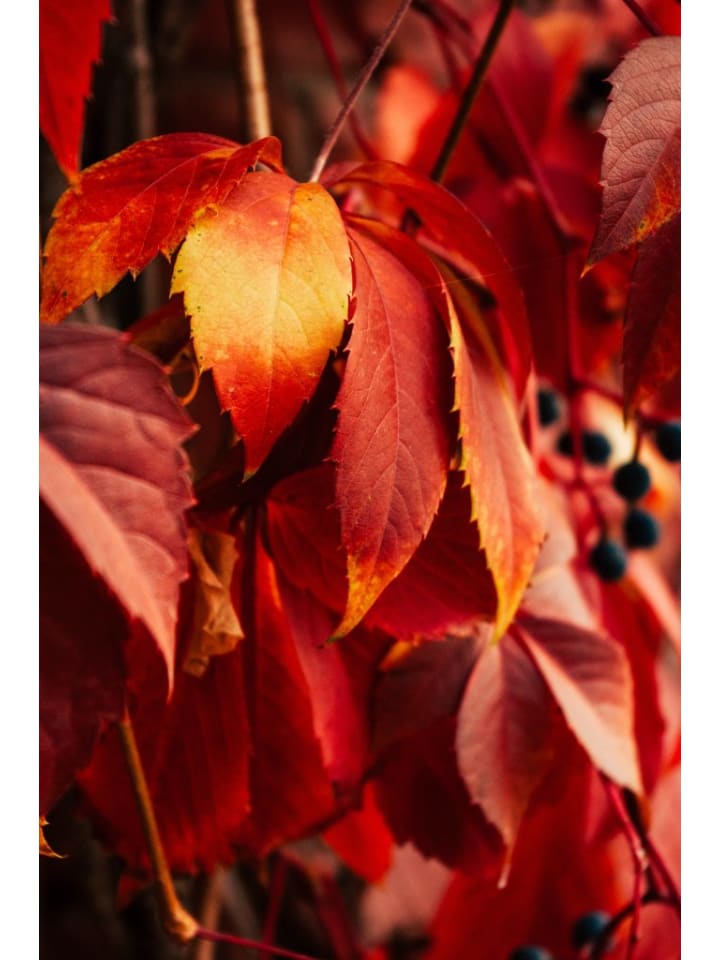 OH2 6er-Set: Parthenocissus quinquefolia in Bunt günstig kaufen onesize