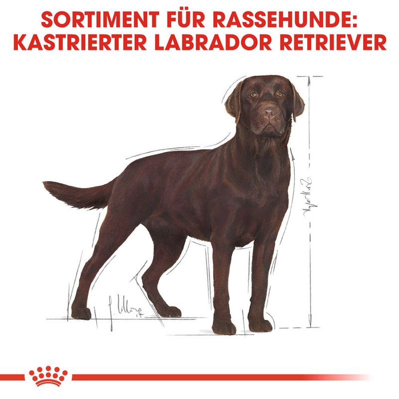 Royal Canin Labrador Retriever Adult Sterilised