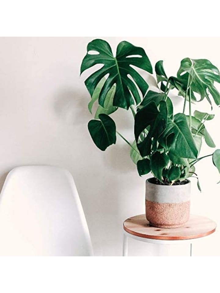 OH2 Monstera Deliciosa in Grün günstig kaufen onesize
