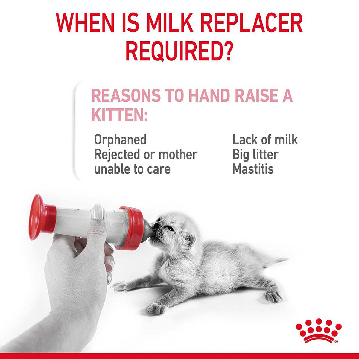 ROYAL CANIN BABYCAT MILK Aufzuchtmilch für Kitten 300g