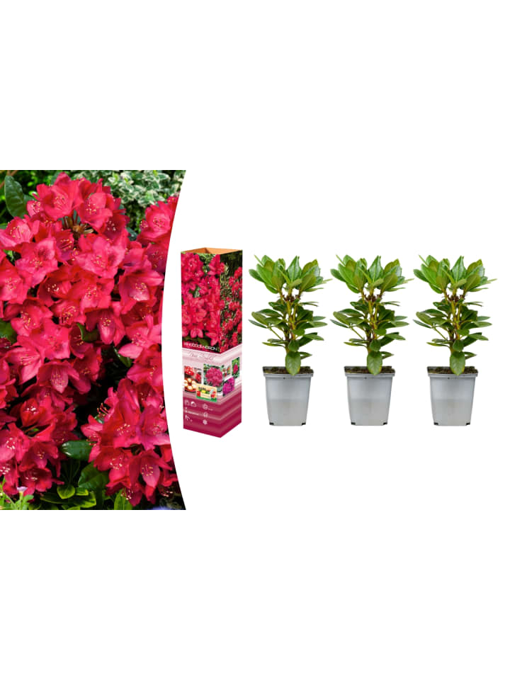 OH2 3er-Set: Rhododendron Nova Zembla in Rot günstig kaufen onesize