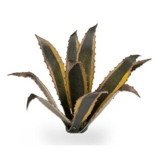 Agave