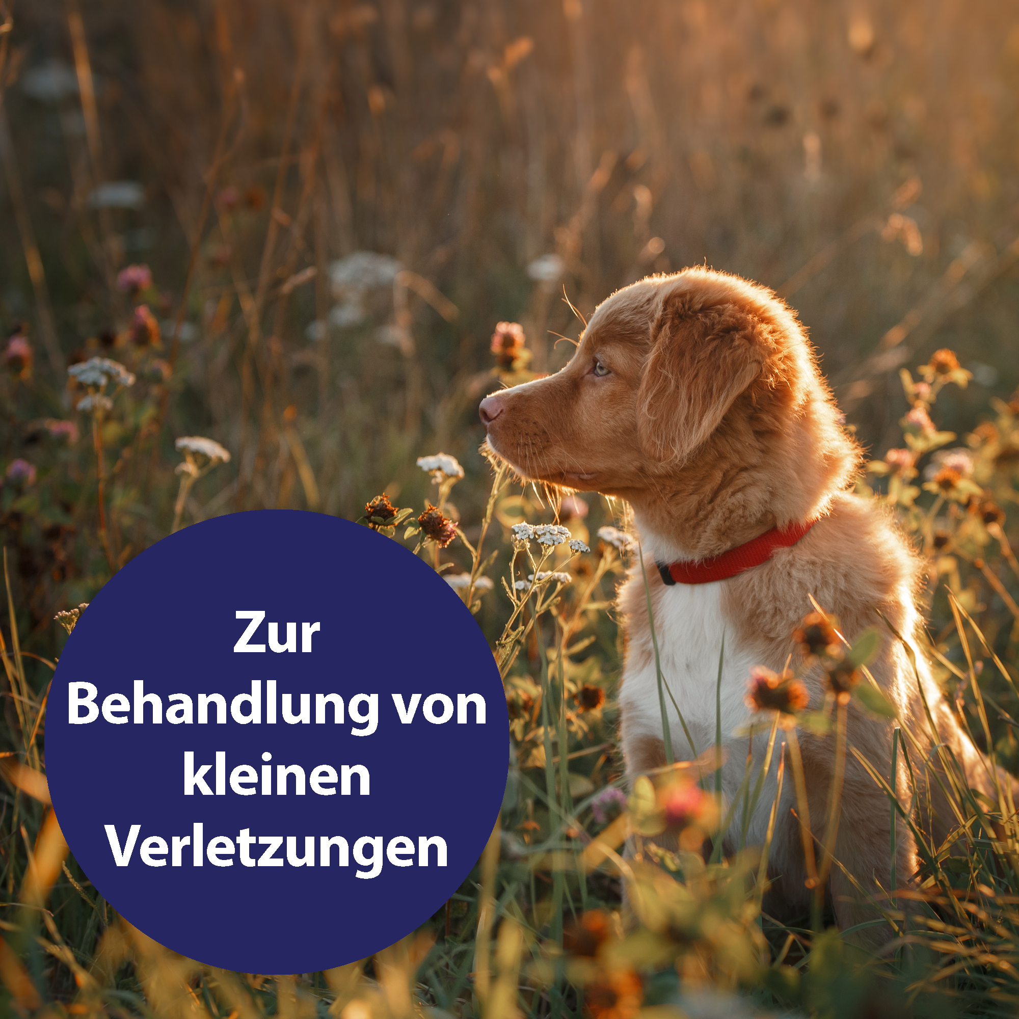 Canosept Fellpflege Canosept Wundspray für Hunde 75 ml