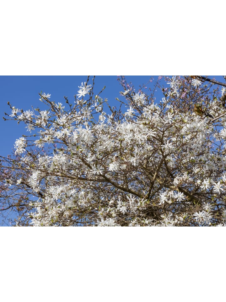 OH2 3-er: Set Magnolien Stellata in Bunt günstig kaufen