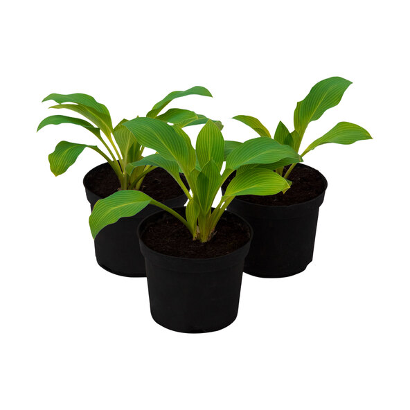 Hosta „Schattenzauber“ 3er-Set