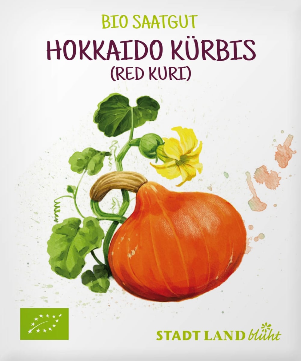 Saaten, Hokkaido Kürbis (Red Kuri), 1 St