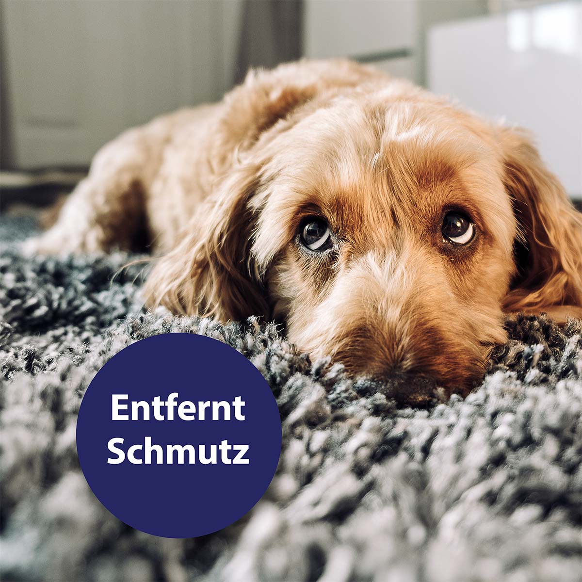 Canosept Augenpflege für Hunde 120ml günstig kaufen bei ZooRoyal