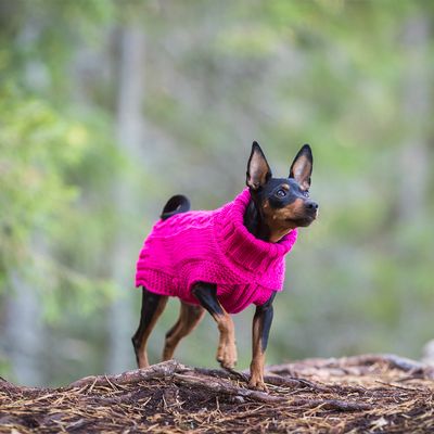 Rukka® Hundepullover Wooly, himbeer