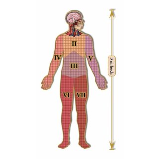 Dr. Livingstons Anatomiepuzzle: Der menschliche Kopf Teil 1 (DE) *Mängelexemplar*