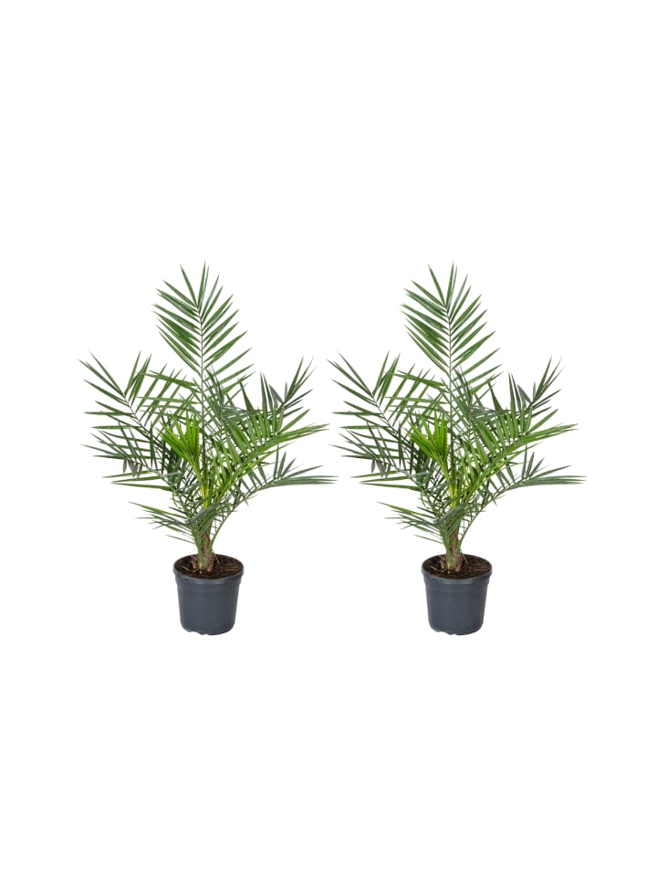 OH2 2er-Set: Phoenix canariensis Groß in Grün günstig kaufen onesize
