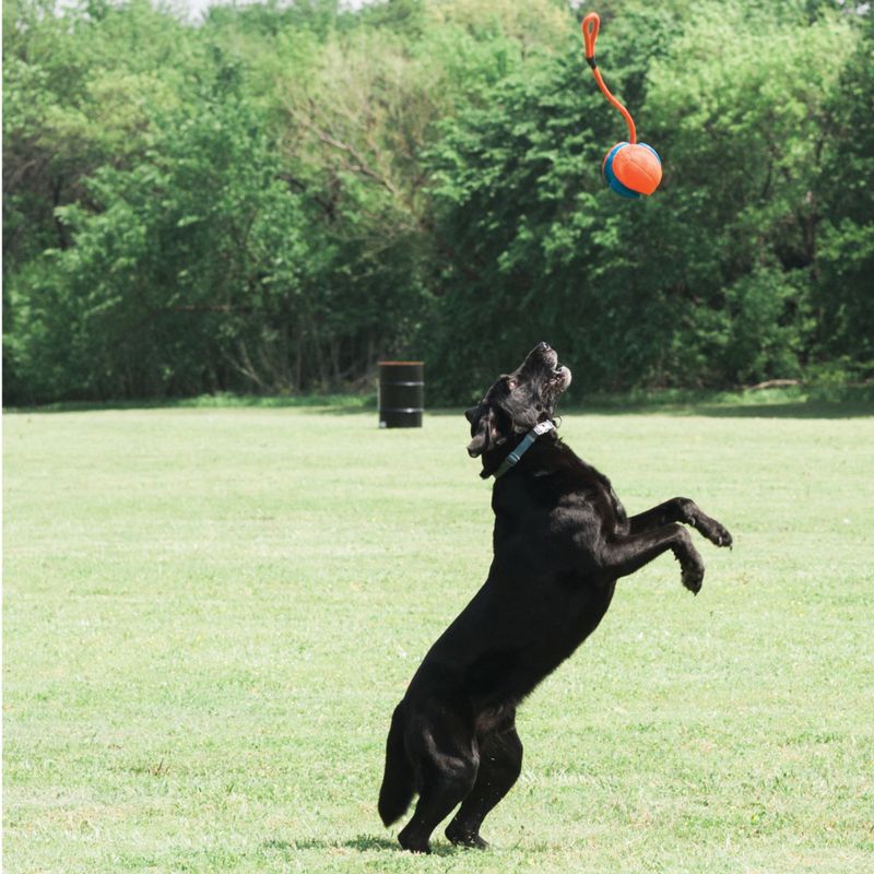 Chuckit! Rope Fetch zu TOP-Preisen % | bitiba