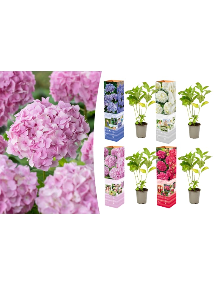 OH2 4-er: Set Hortensie (Hydrangea macrophylla) in Bunt günstig kaufen onesize