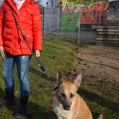 JULIUS-K9 IDC® Verstellbare Tau-Leine