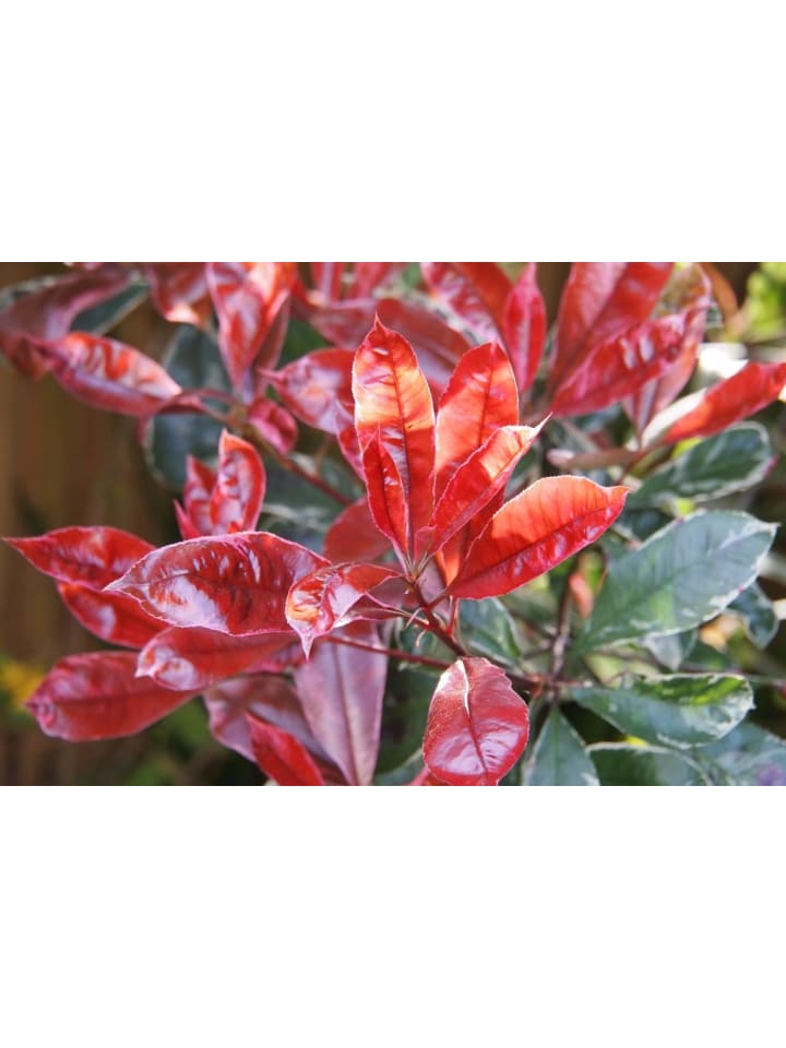 OH2 6er-Set: Photinia fras. 'Red Robin' Glanz Mispel in Bunt günstig kaufen onesize