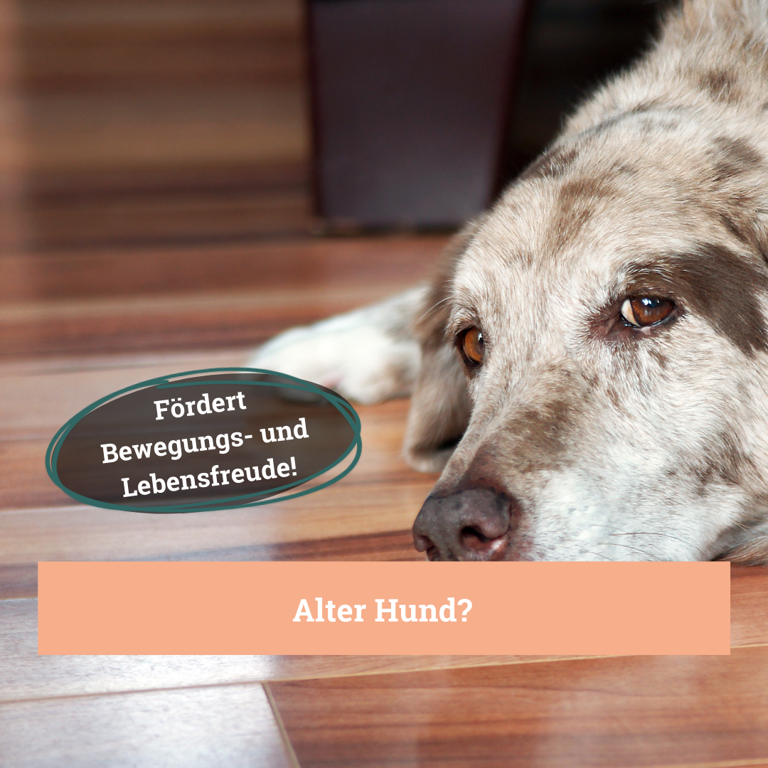 BeG Buddy Ergänzungsfutter & Aufzucht BeG Buddy Gelenk Fit Tabletten Hund